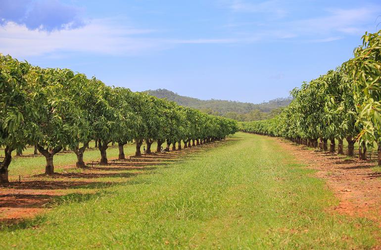 Mango Farm View