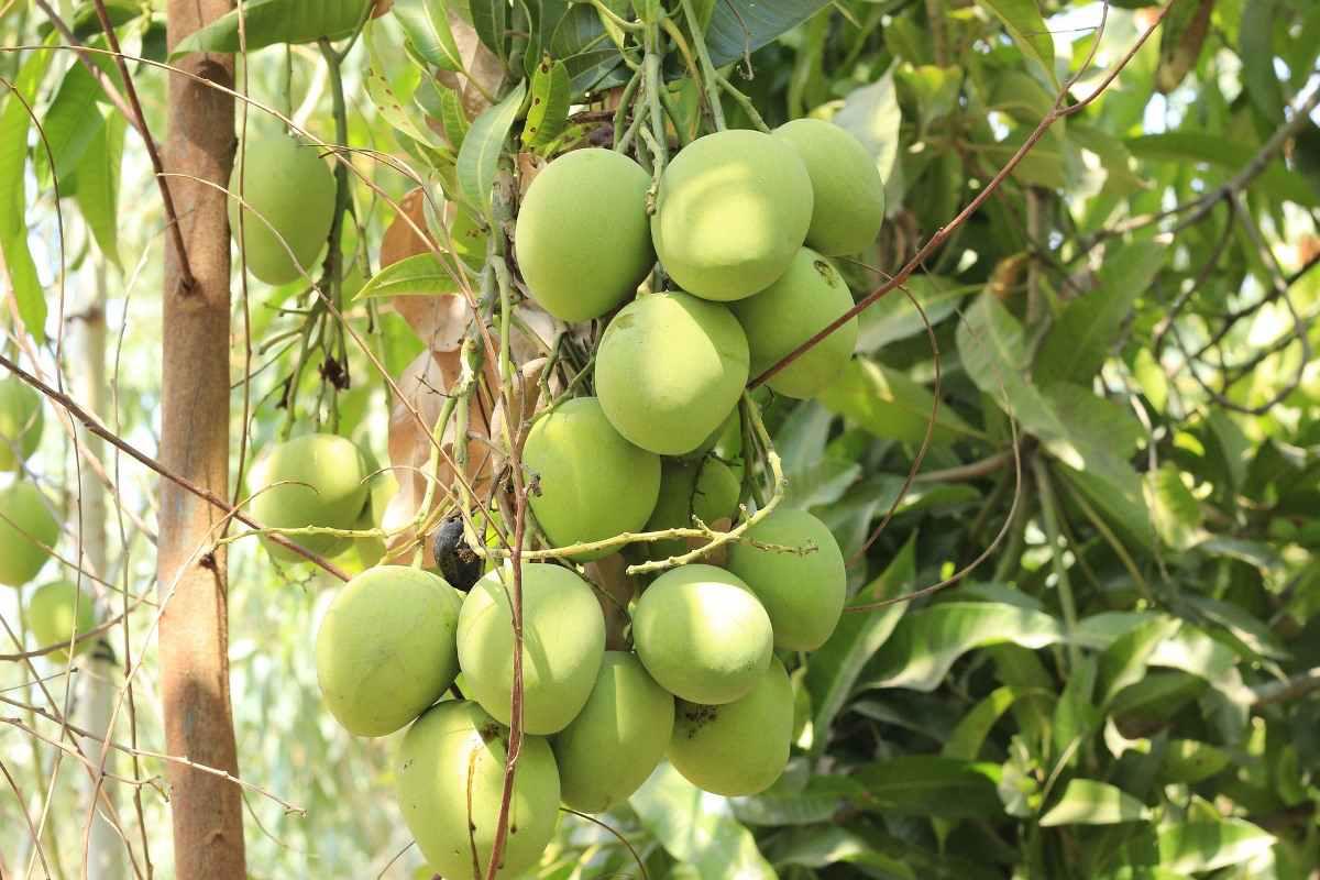 Canopy Management