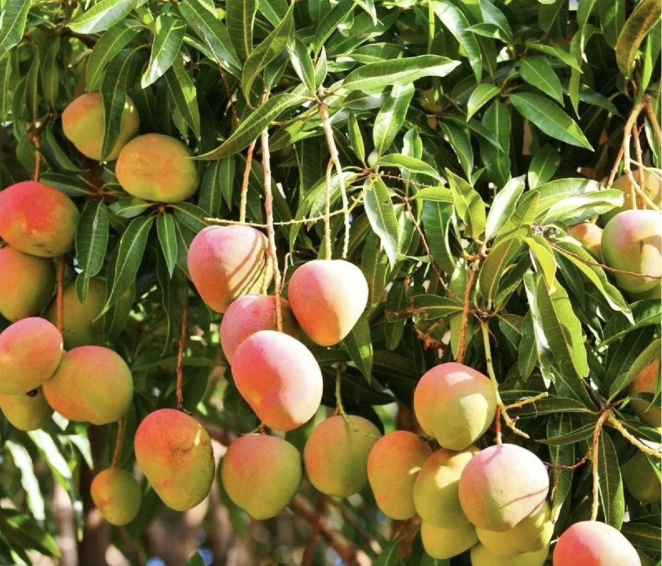 Mango Farm View