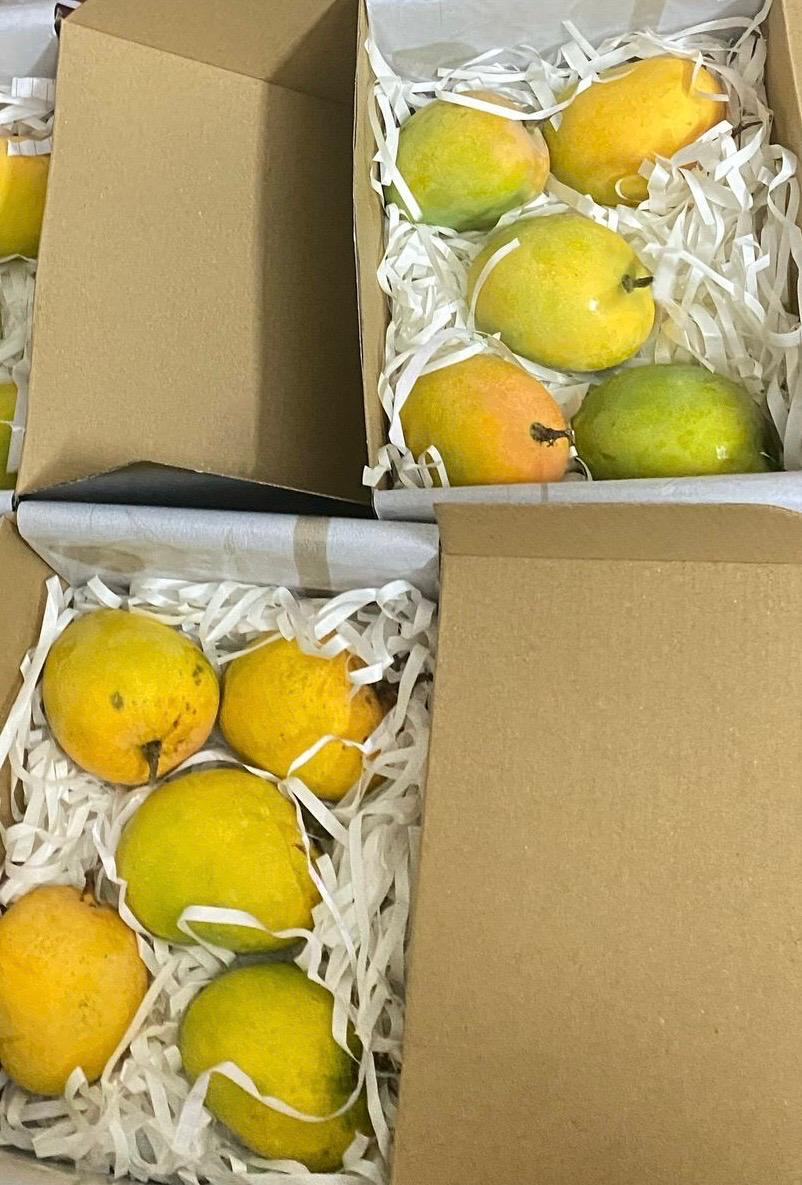 Alphanso Mangoes
