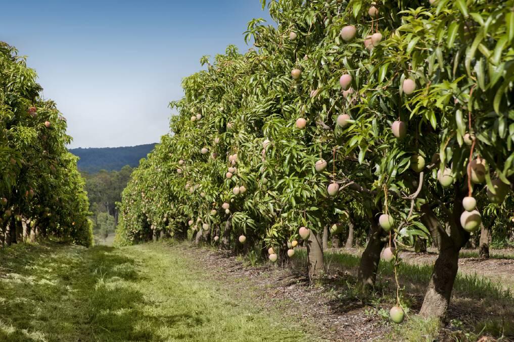 Mango Farm View